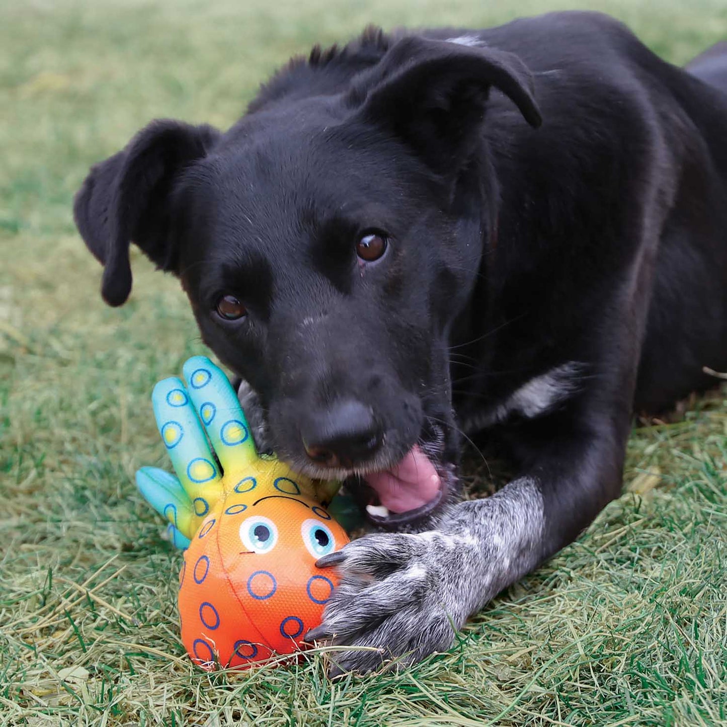 Luxury Pet Essentials - Purrfect Pet Kingdom™