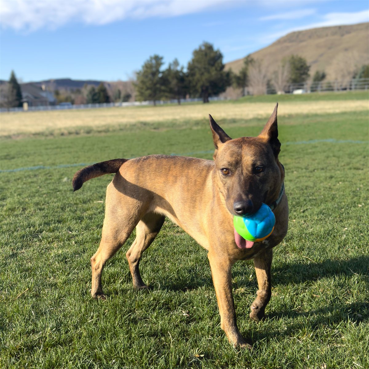 Dog Ball Toy KONG Twistz High Visibility Rubber Fetch Large