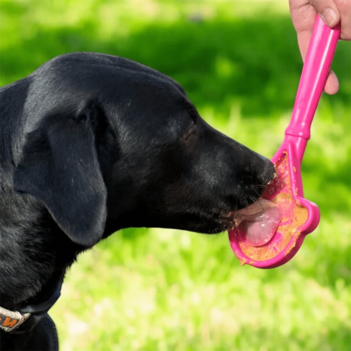 Dog Training Toy Lick Sticks Interactive Treat Feeder Tool - Detail Angle 7 | Majestic Pet Kingdom