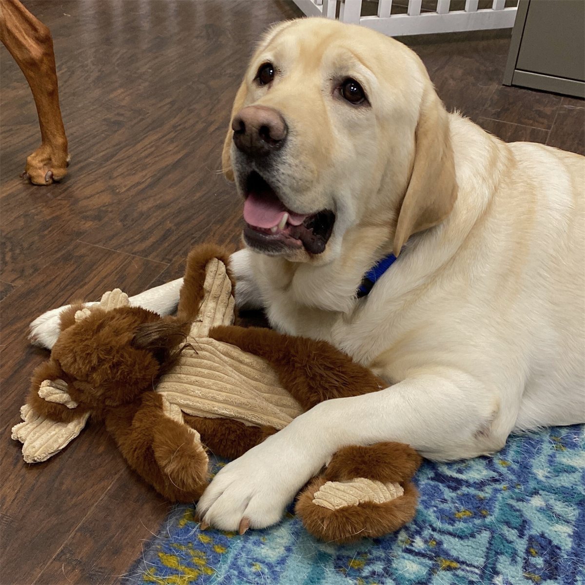 Dog Plush Toy Maple Moose X-Brace Reinforced Tough Squeaker - Detail Angle 6 | Majestic Pet Kingdom