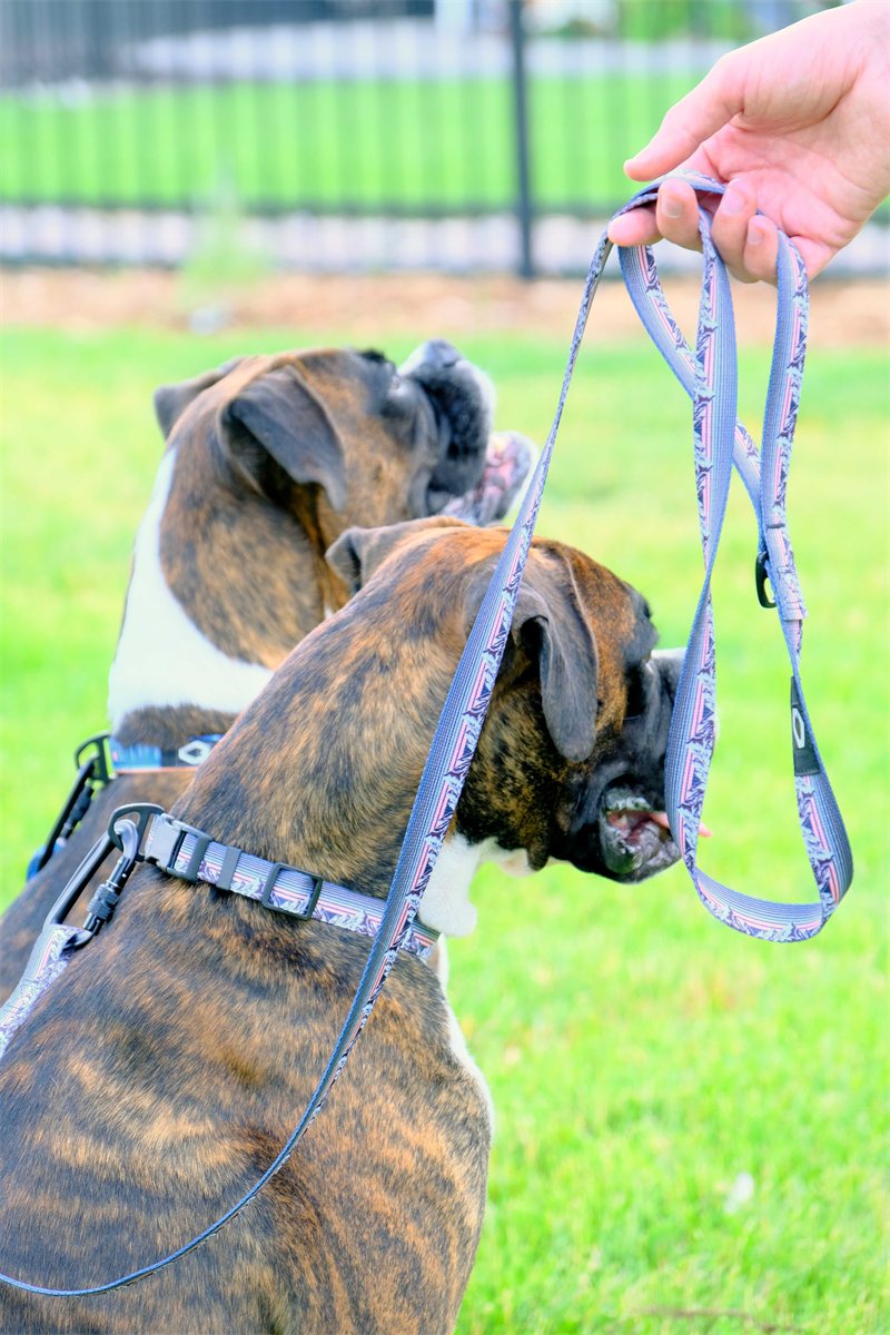 Dog Harness Step-In Heavy Duty Nylon Outdoor Adjustable Vest - Detail Angle 4 | Majestic Pet Kingdom