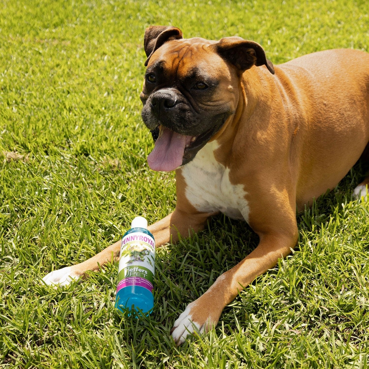 Luxury Pet Essentials - Purrfect Pet Kingdom™