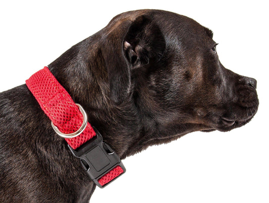 dog-collar-breathable-dual-sided-thick-mesh-adjustable-strap-luxury-view-1 | Majestic Pet Kingdom