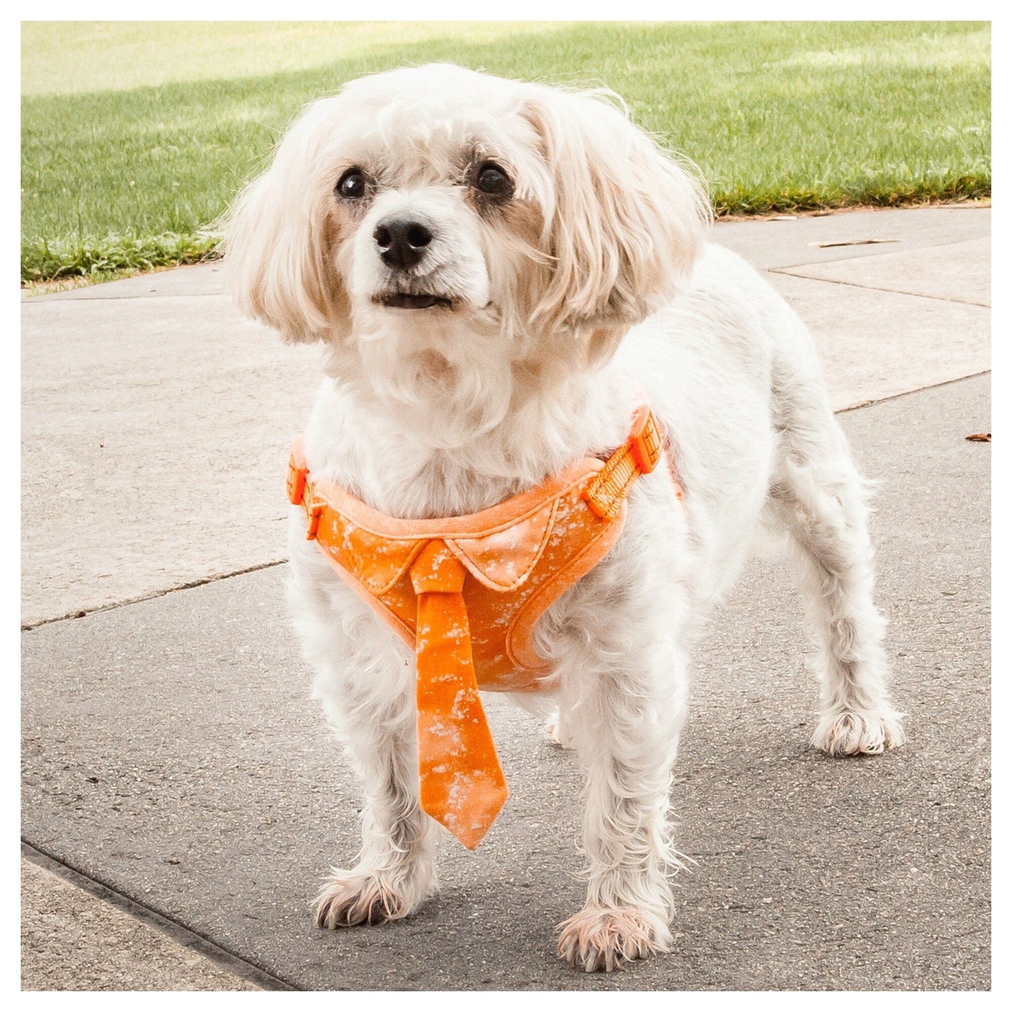 Pet Life ®  'Bonatied' Mesh Reversed Adjustable Fashion Dog Harness W/ Designer Neck Tie
