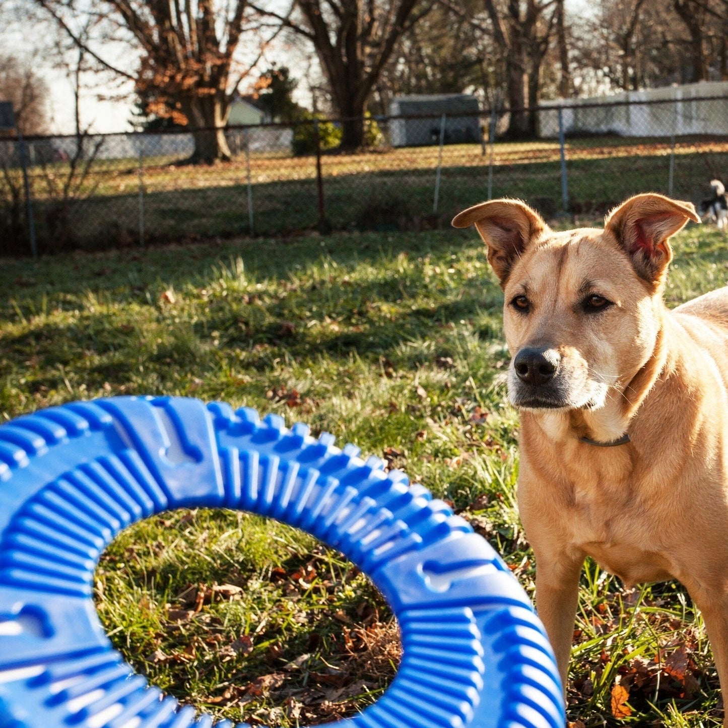 Pet Life ® 'Denta-Bark' Sporty Durable Flexible Toss and Fetch Frisbee Oral Hygiene Pet Dog Toy