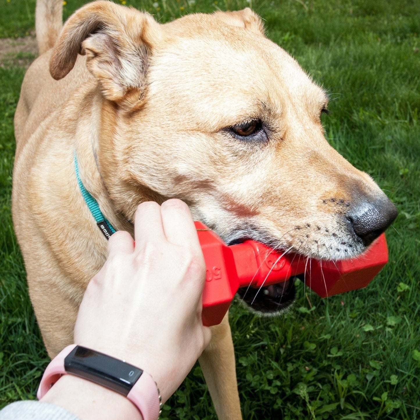 'Dumbbell' Durable Chew and Fetch TPR Waterproof Floating Dog Toy