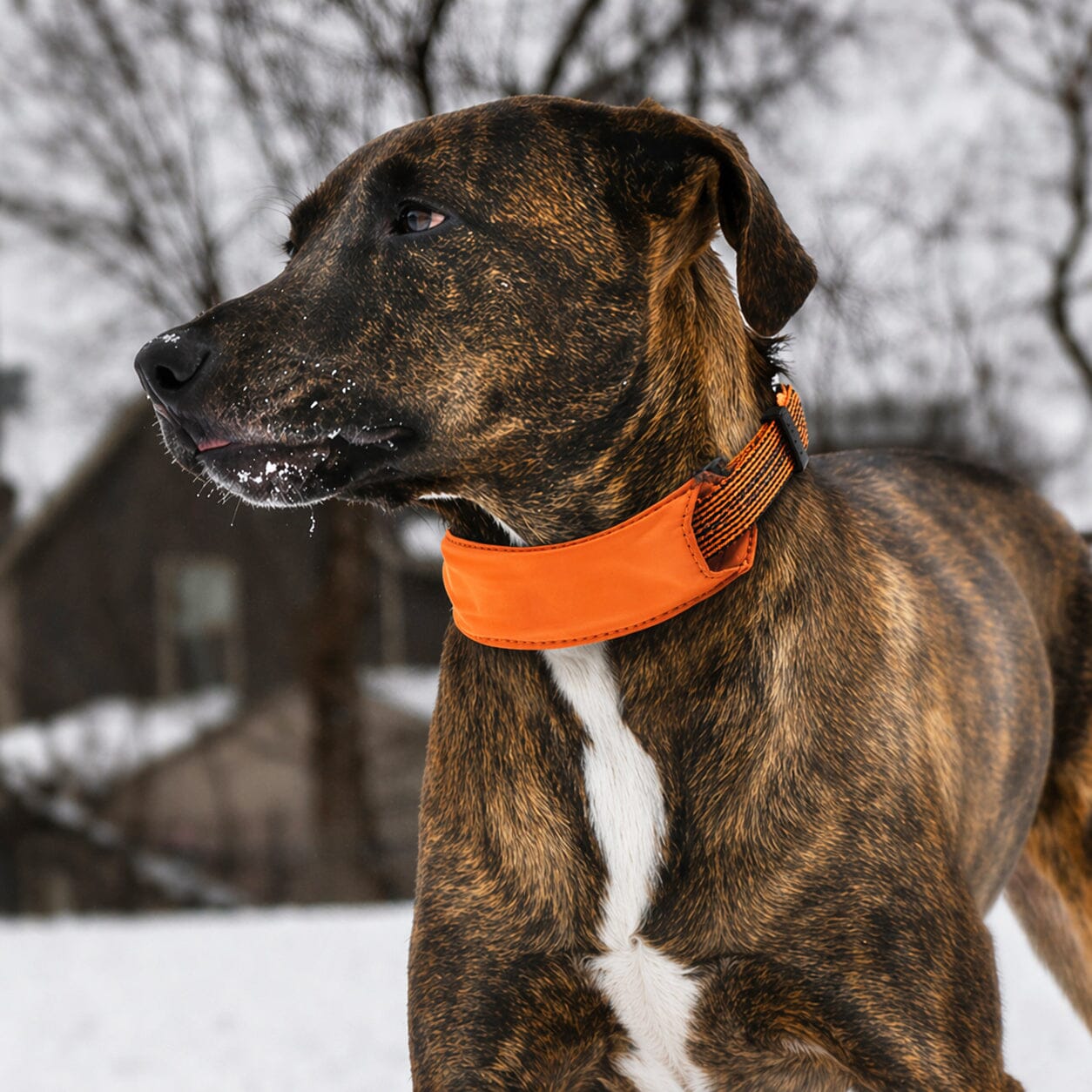 Pet Life ® 'Geo-prene' 2-in-1 Shock Absorbing Neoprene Padded Reflective Dog Leash and Collar