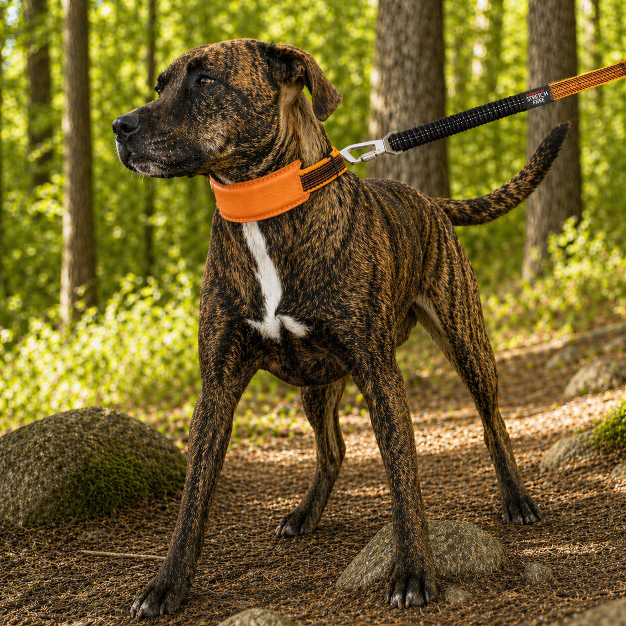 Pet Life ® 'Geo-prene' 2-in-1 Shock Absorbing Neoprene Padded Reflective Dog Leash and Collar