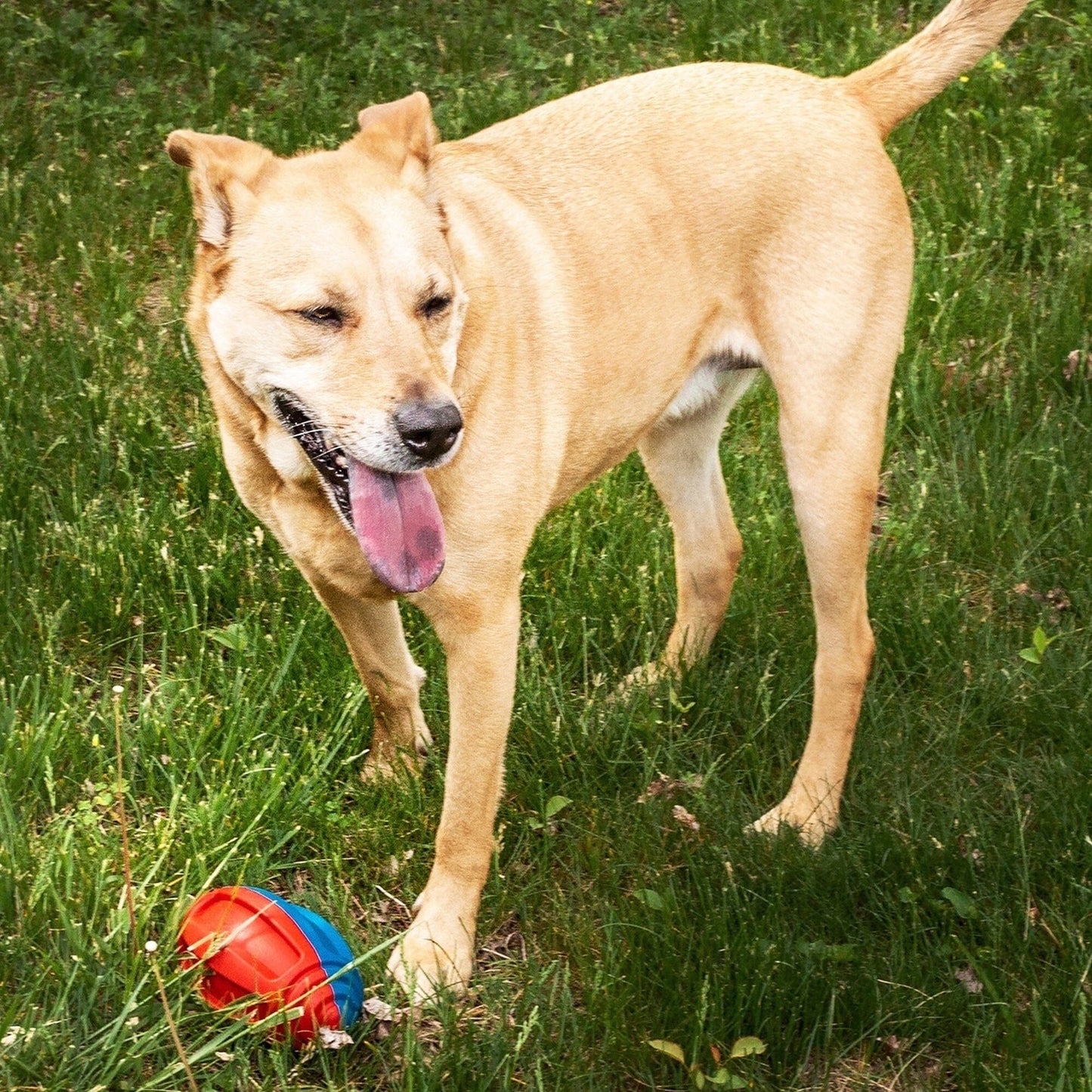 Pet Life ® 'Gridiron Football' Durable Chew and Fetch TPR Waterproof Floating Dog Toy