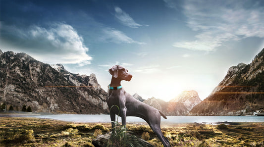 martingale-dog-collar-safety-training-choke-chain-strap-luxury-view-2 | Majestic Pet Kingdom
