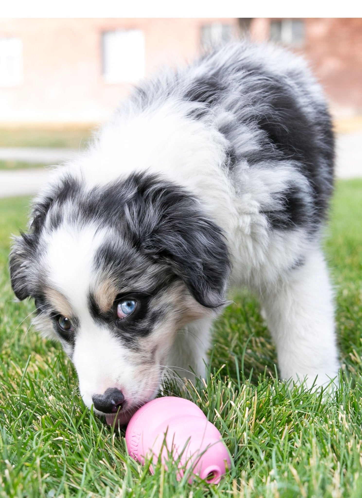 Luxury Pet Essentials - Purrfect Pet Kingdom™