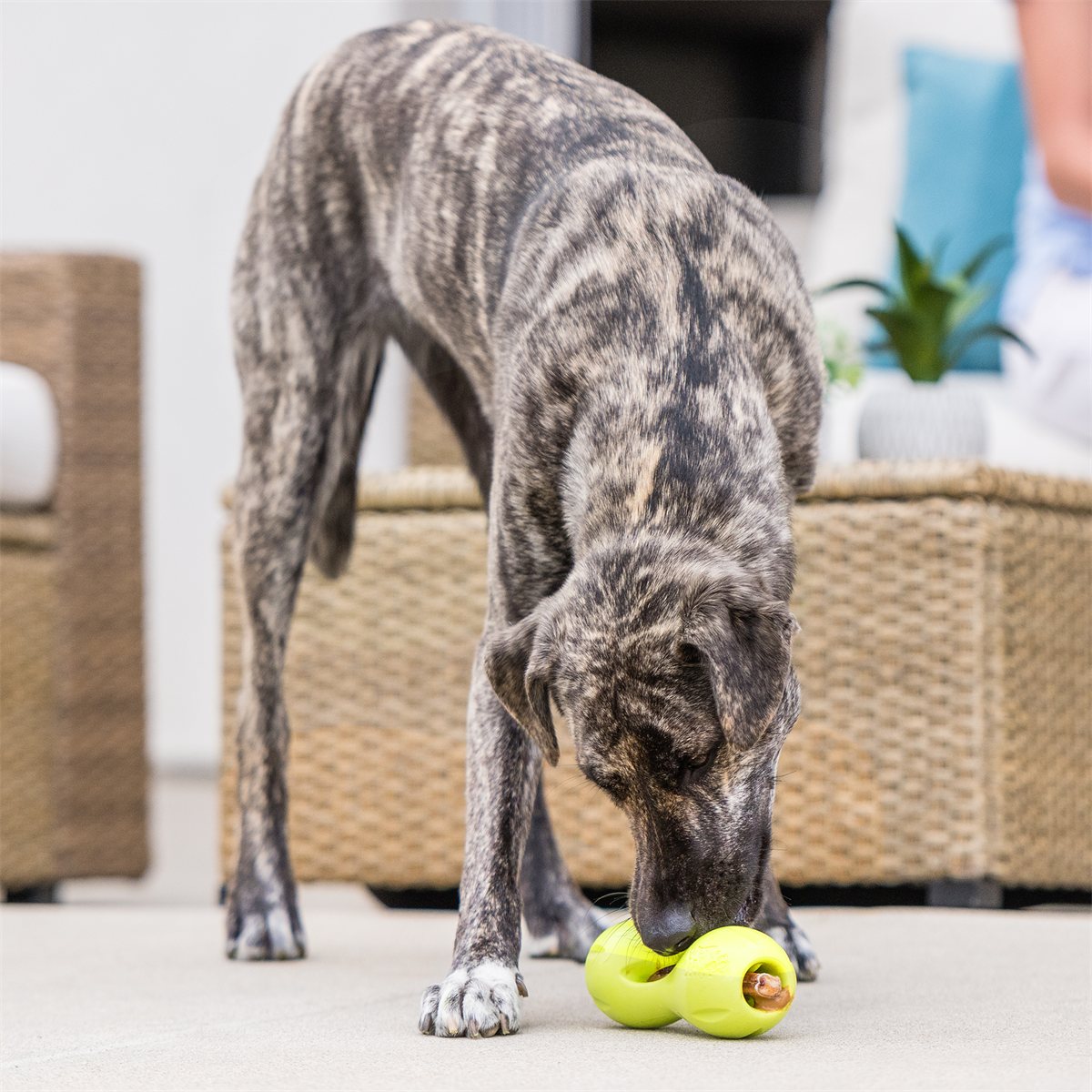 Dog Chew Toy Qwizl Treat Holder Zogoflex Tough Chewing Play - Detail Angle 4 | Majestic Pet Kingdom