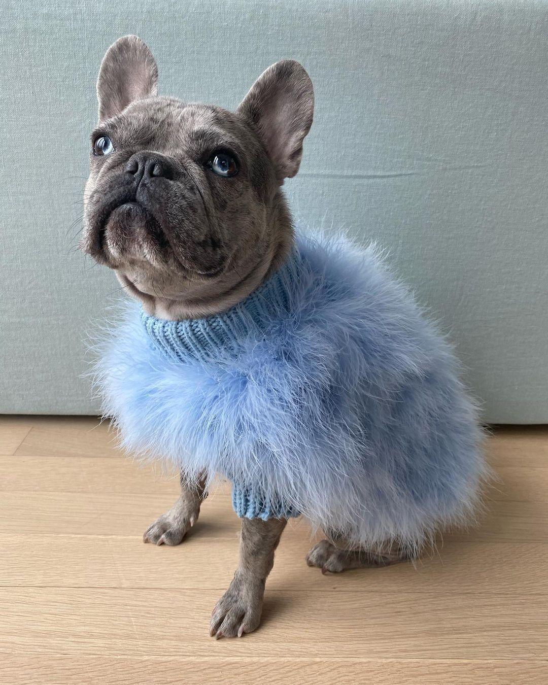 Haute Couture Feathered Luxury Pet Sweater - Majestic Pet Kingdom