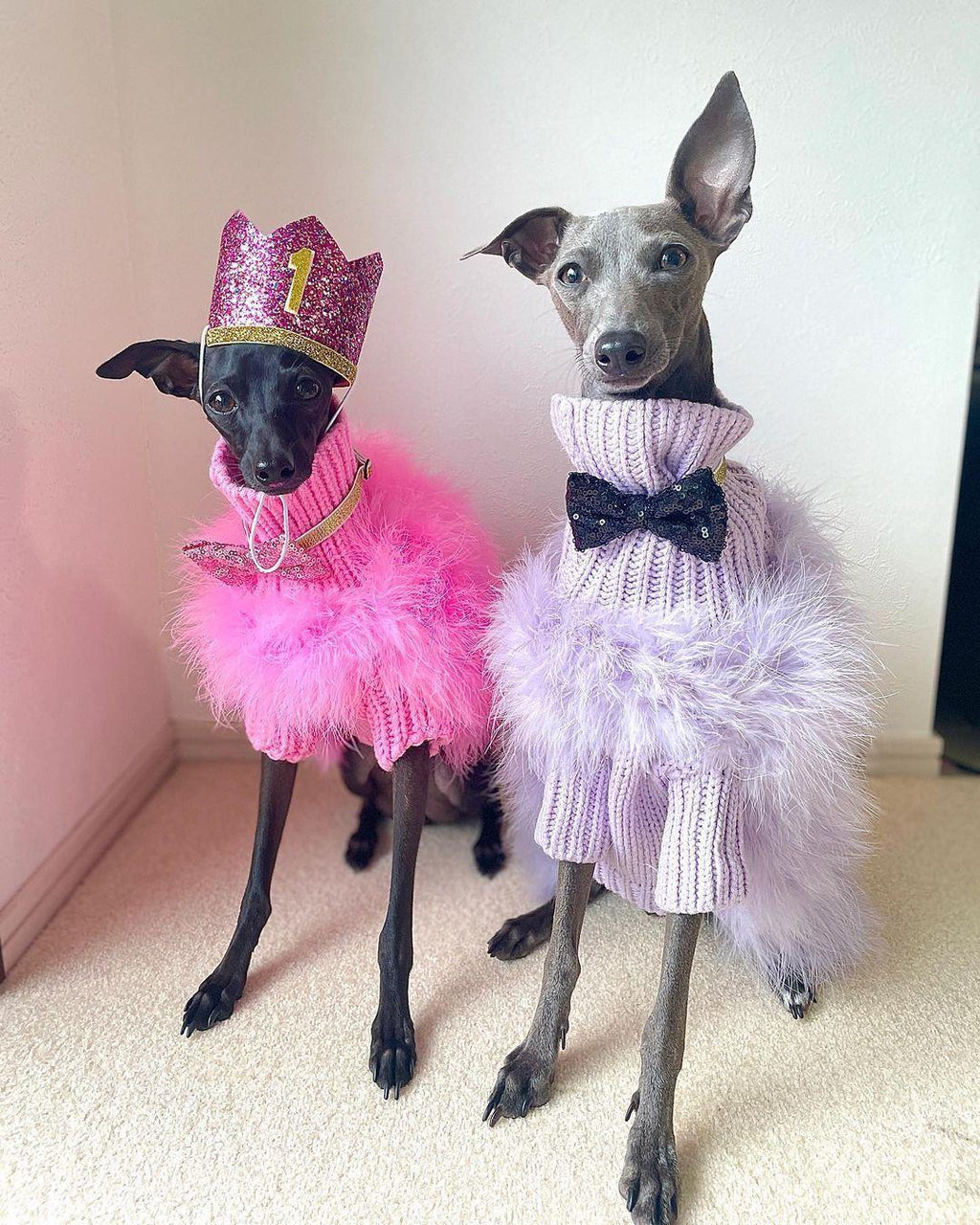 Haute Couture Feathered Luxury Pet Sweater - Majestic Pet Kingdom