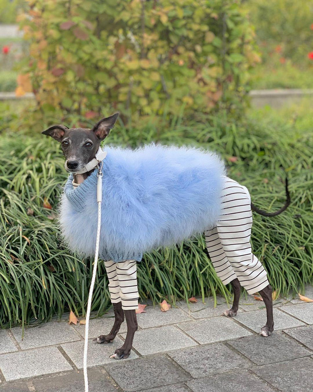 Haute Couture Feathered Luxury Pet Sweater - Majestic Pet Kingdom