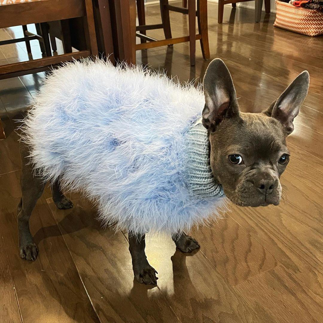 Haute Couture Feathered Luxury Pet Sweater - Majestic Pet Kingdom