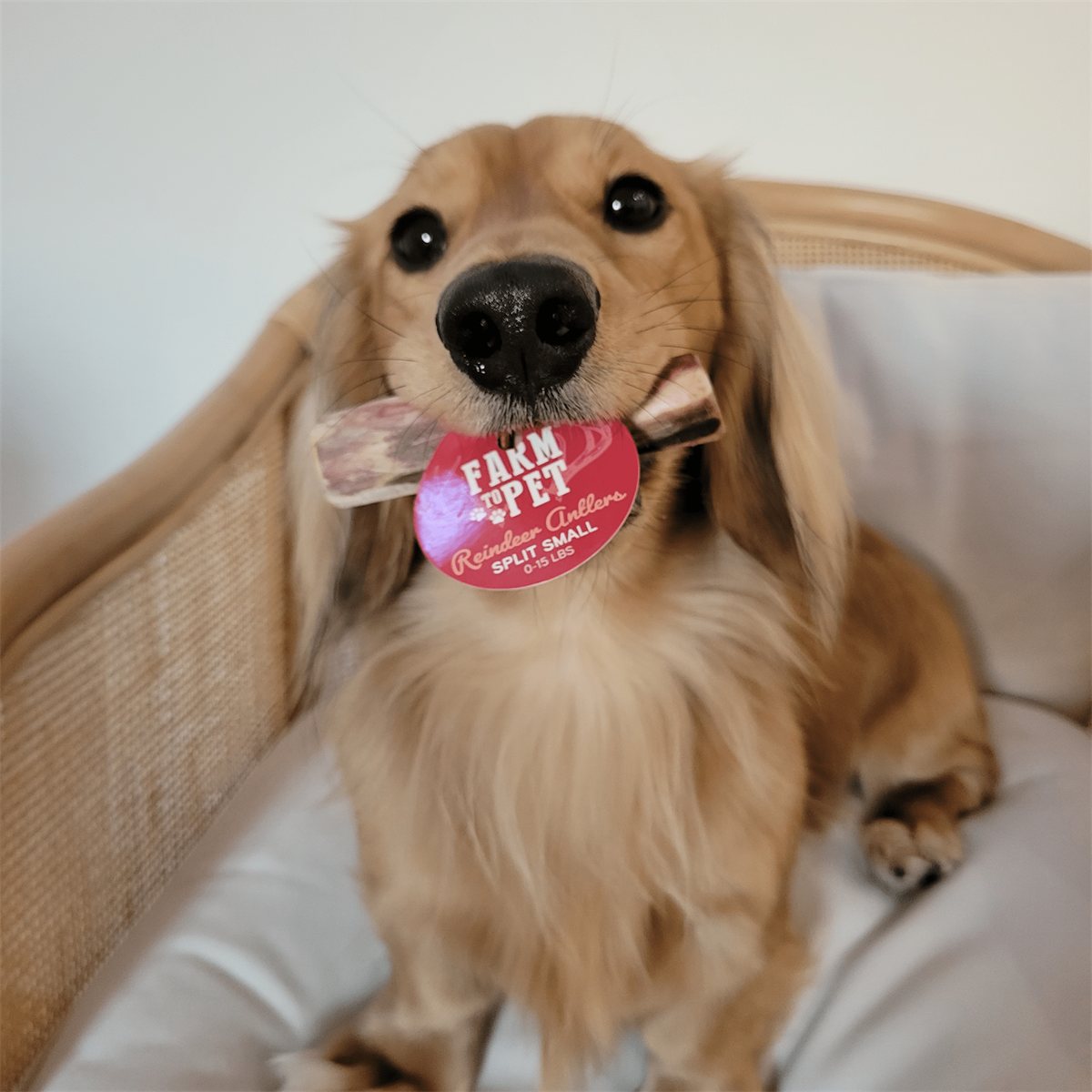 Dog Antler Chews Reindeer Organic Natural Long Lasting Bone