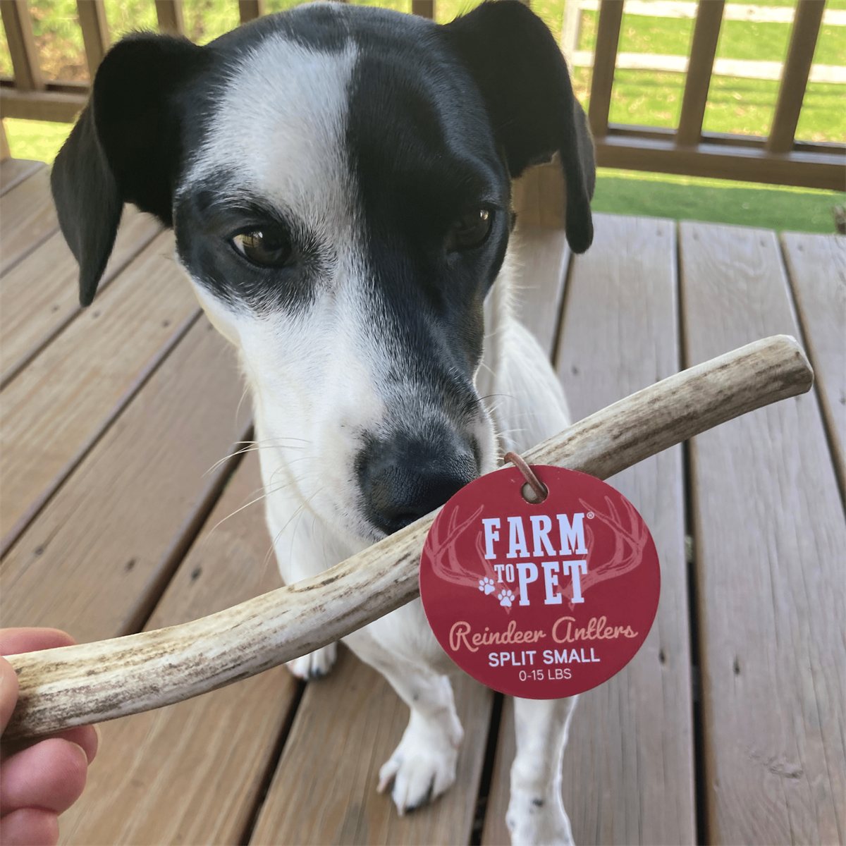 Dog Antler Chews Reindeer Organic Natural Long Lasting Bone