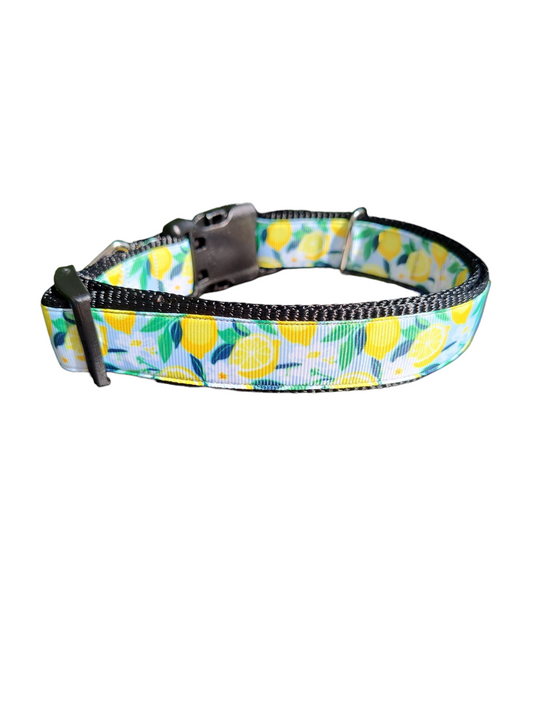 Lemon Flowers Nylon Dog Collar | Purrfect Pet Kingdom