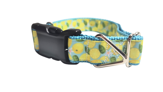Lemons Nylon Dog Collar | Purrfect Pet Kingdom
