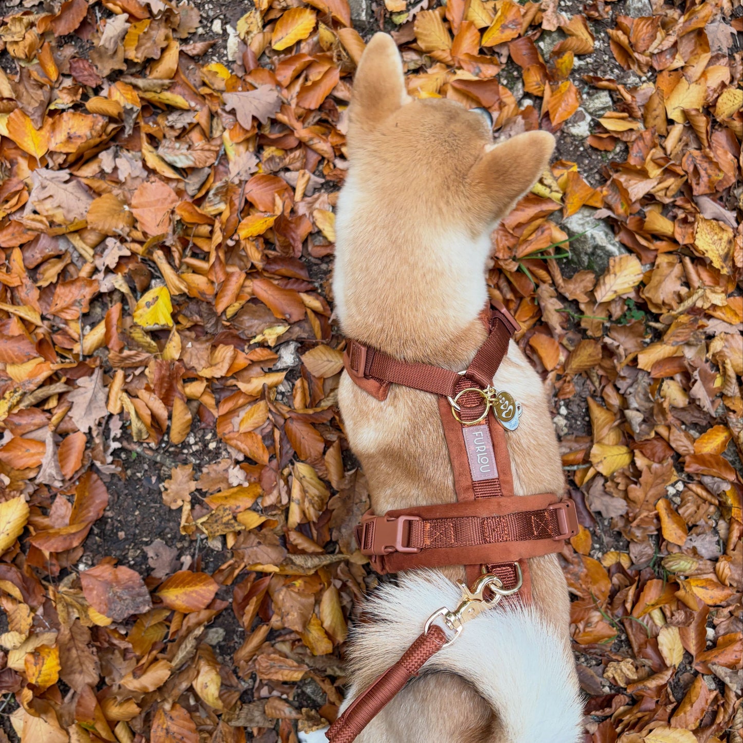 Clay - Velvet Dog Harness | Purrfect Pet Kingdom
