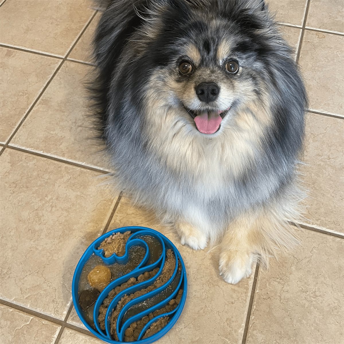 Dog Bowls Slow Feeder Anti-Gulping Non-Slip Pet Feeding Dish