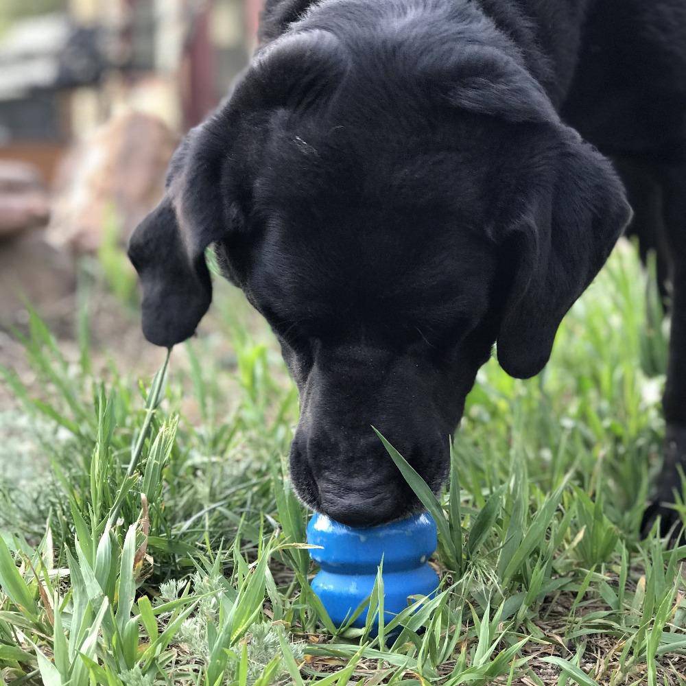 Pet Supply Product | The Finest Market