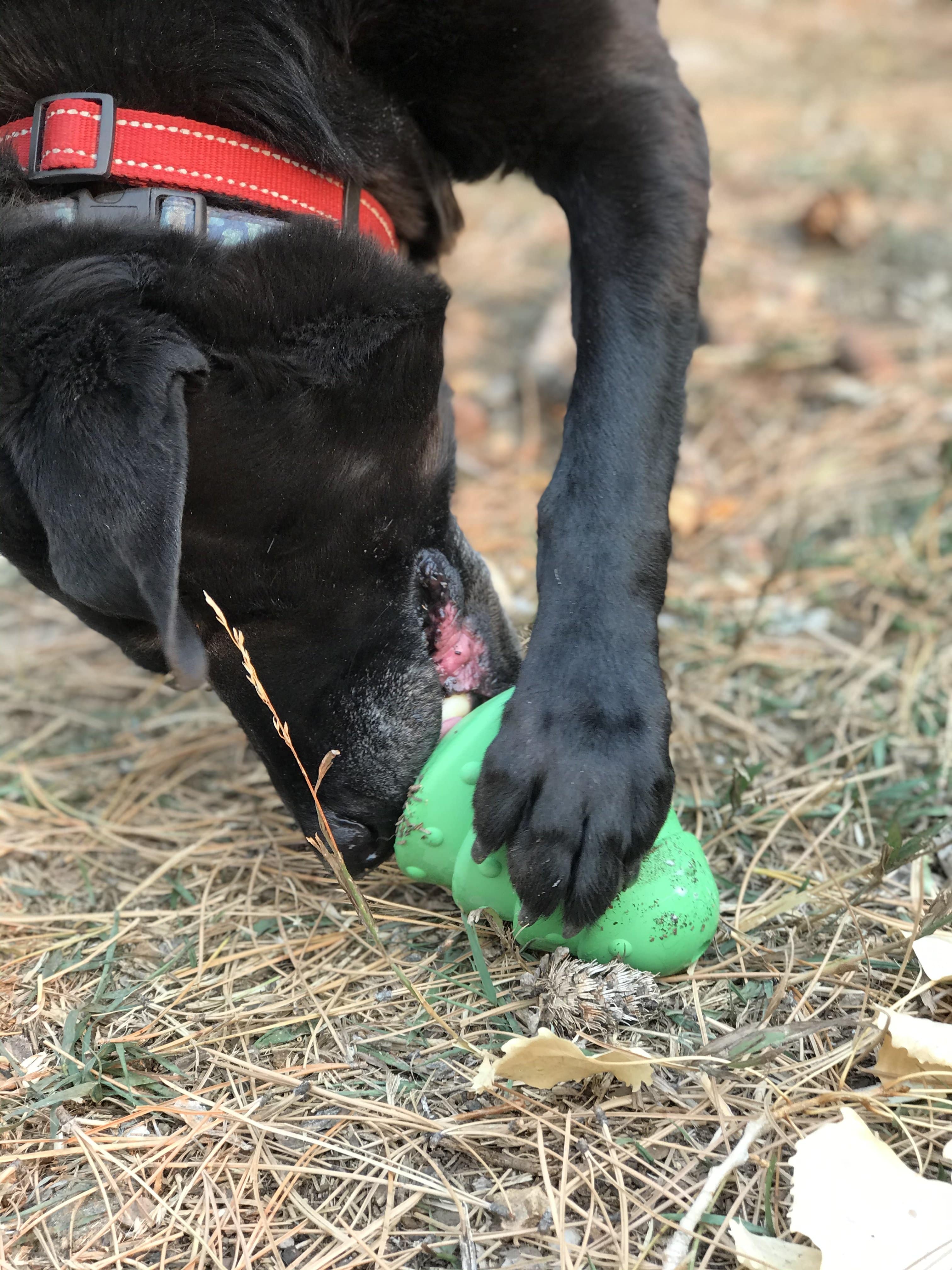 Pet Supply Product | The Finest Market