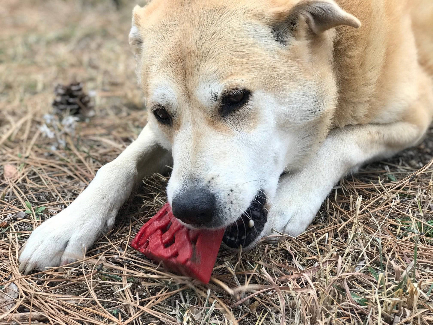 Dog Chew Toy Cherry Pie Shape Nylon Aggressive Power Chewer - Detail Angle 6 | Majestic Pet Kingdom