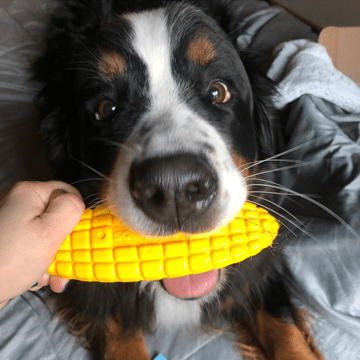 Pet Supply Product | The Finest Market