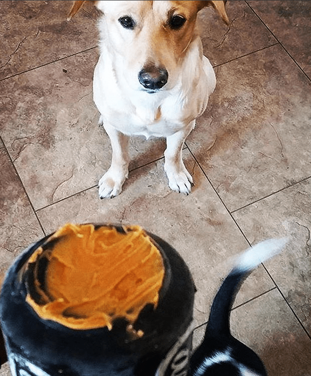Pet Supply Product | The Finest Market