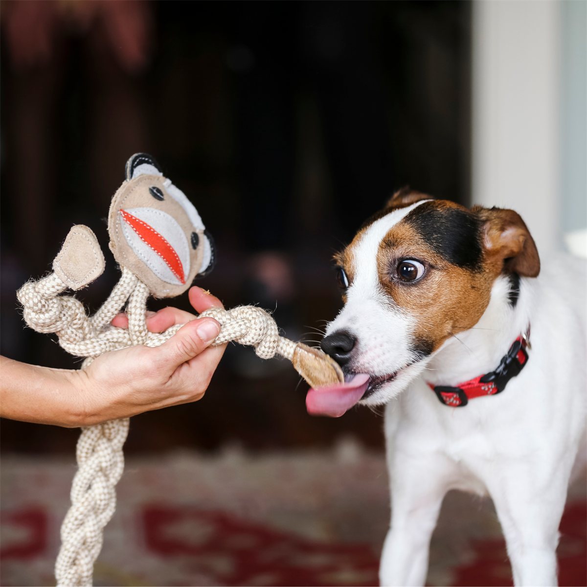 Dog Toy Stuey Sock Monkey Natural Rope Knottie Large Squeaker - Detail Angle 5 | Majestic Pet Kingdom