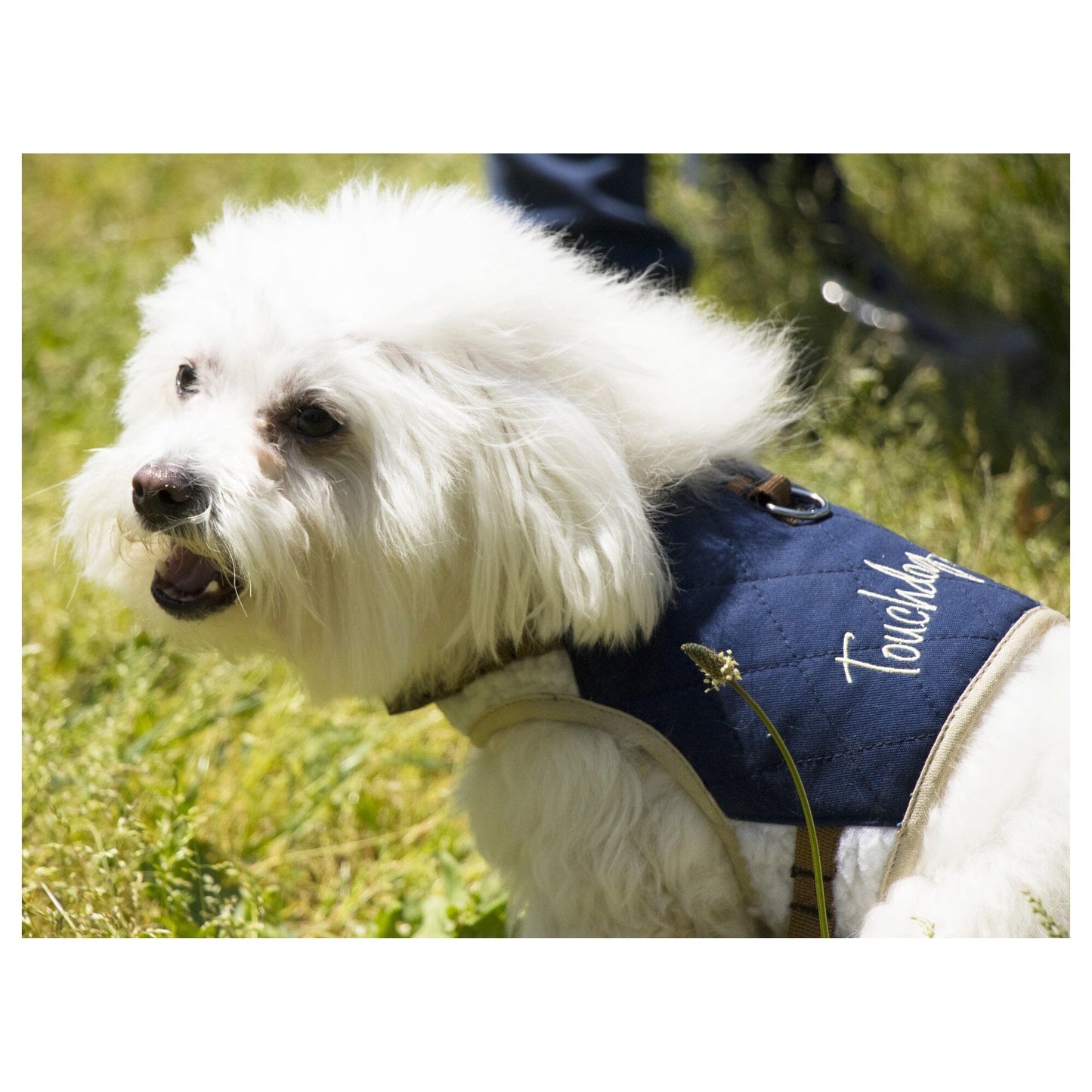 Touchdog ® 'Tough-Boutique' 2-in-1 Adjustable Fashion Dog Harness and Leash