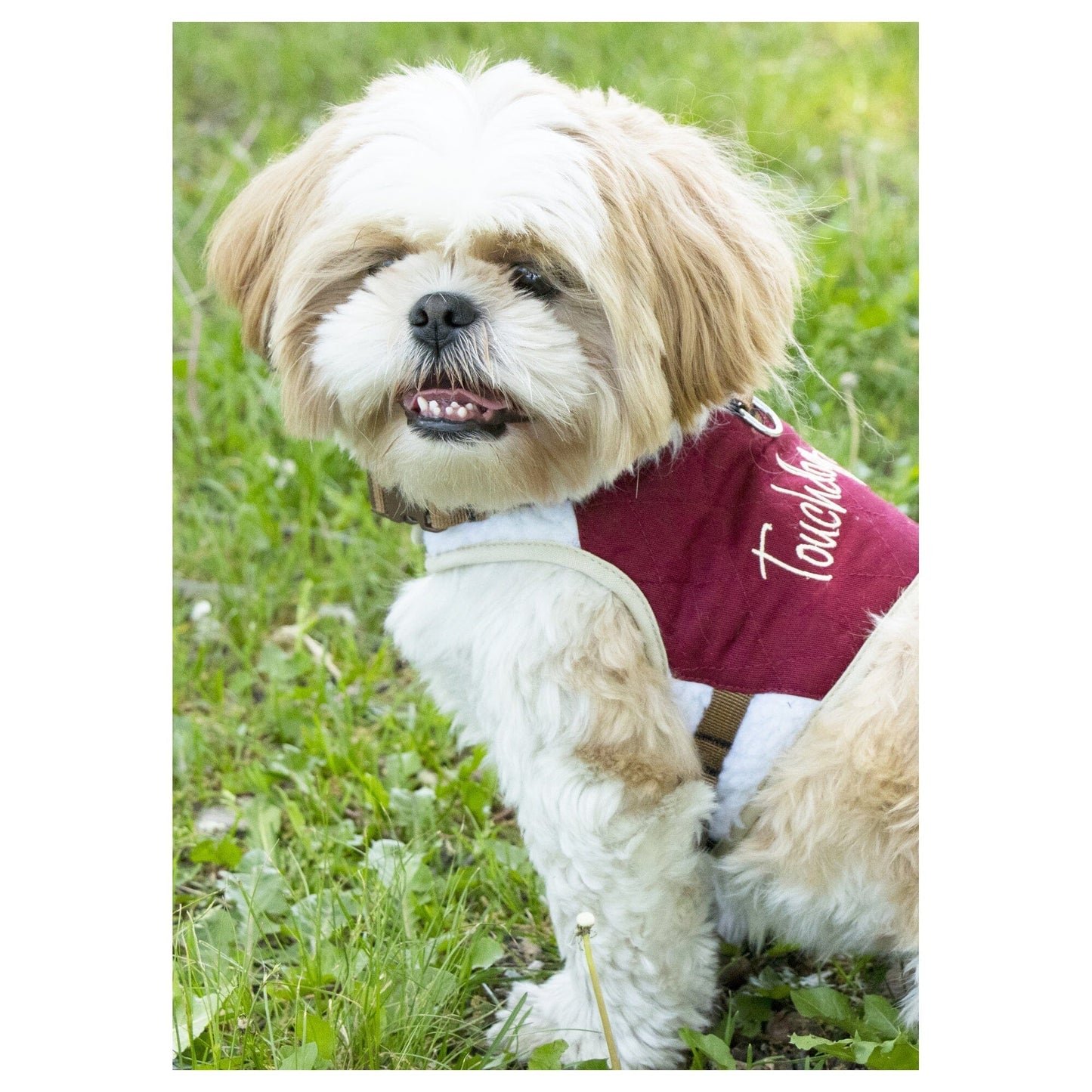 Touchdog ® 'Tough-Boutique' 2-in-1 Adjustable Fashion Dog Harness and Leash