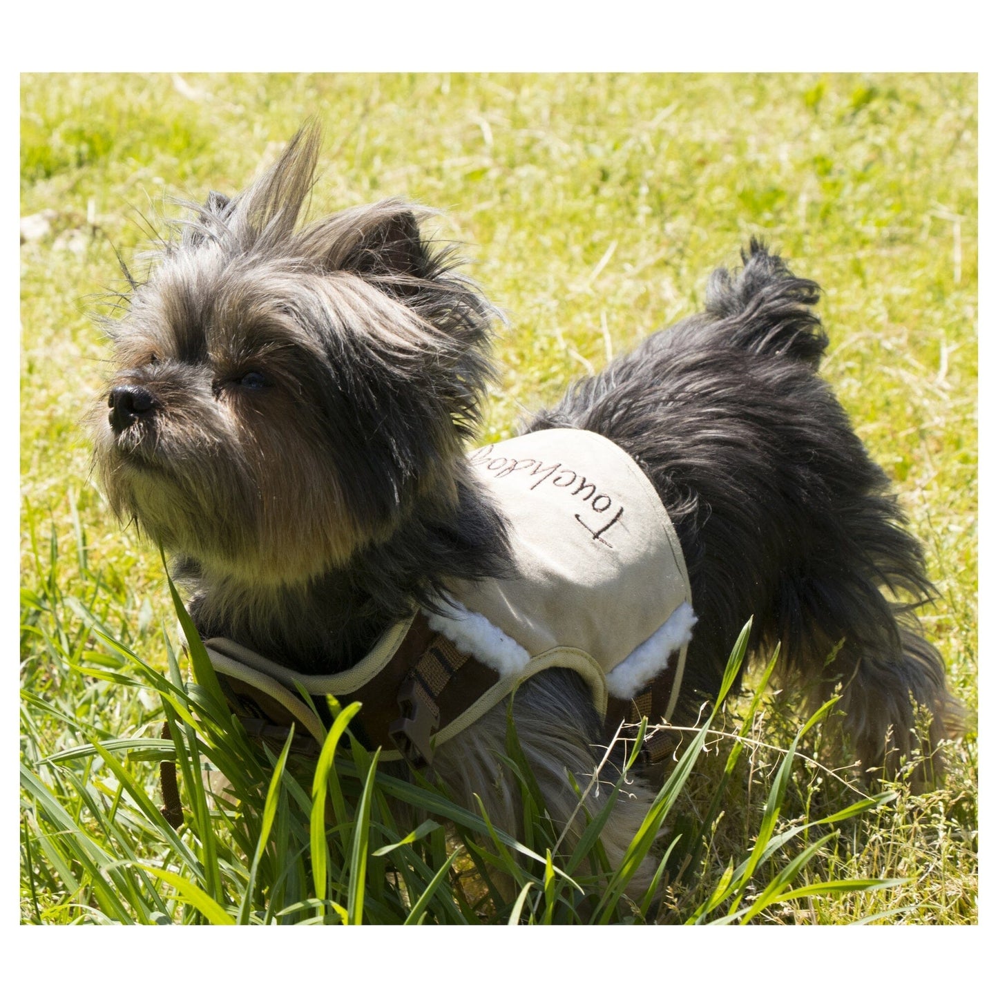 Touchdog ® 'Tough-Boutique' 2-in-1 Adjustable Fashion Dog Harness and Leash