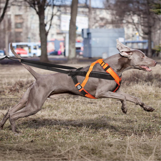 Dog Harness TrailControl No-Pull Breathable Padded Walking Vest