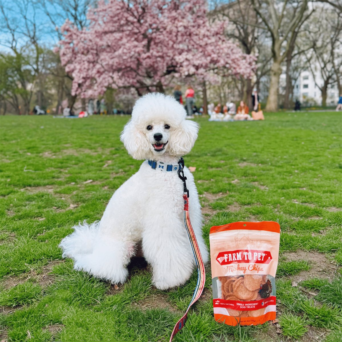 Dog Treats Turkey Chips All-Natural Single-Ingredient Snack