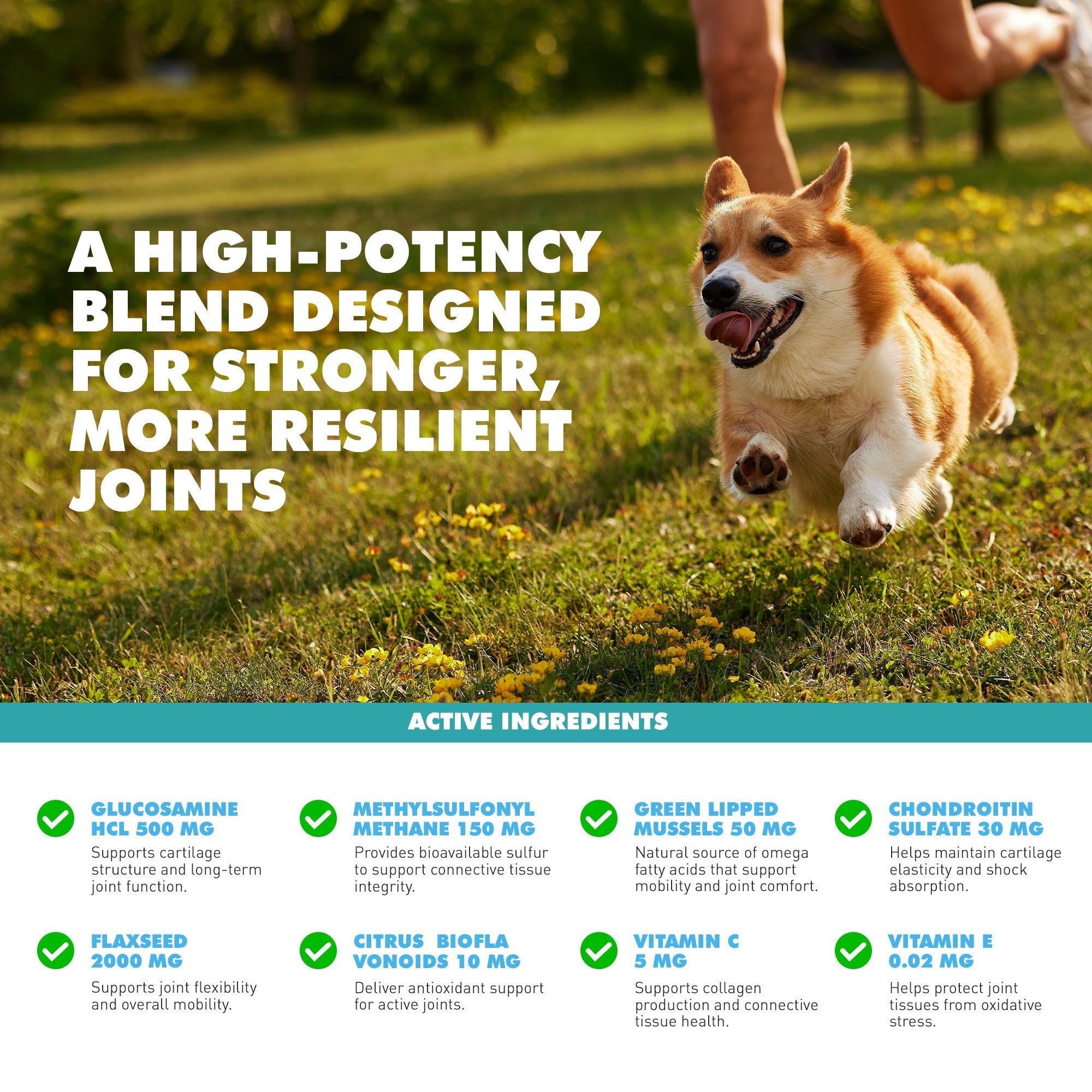 UBAVET Joint Support Gold Powder for Dogs & Cats (8.8 oz)