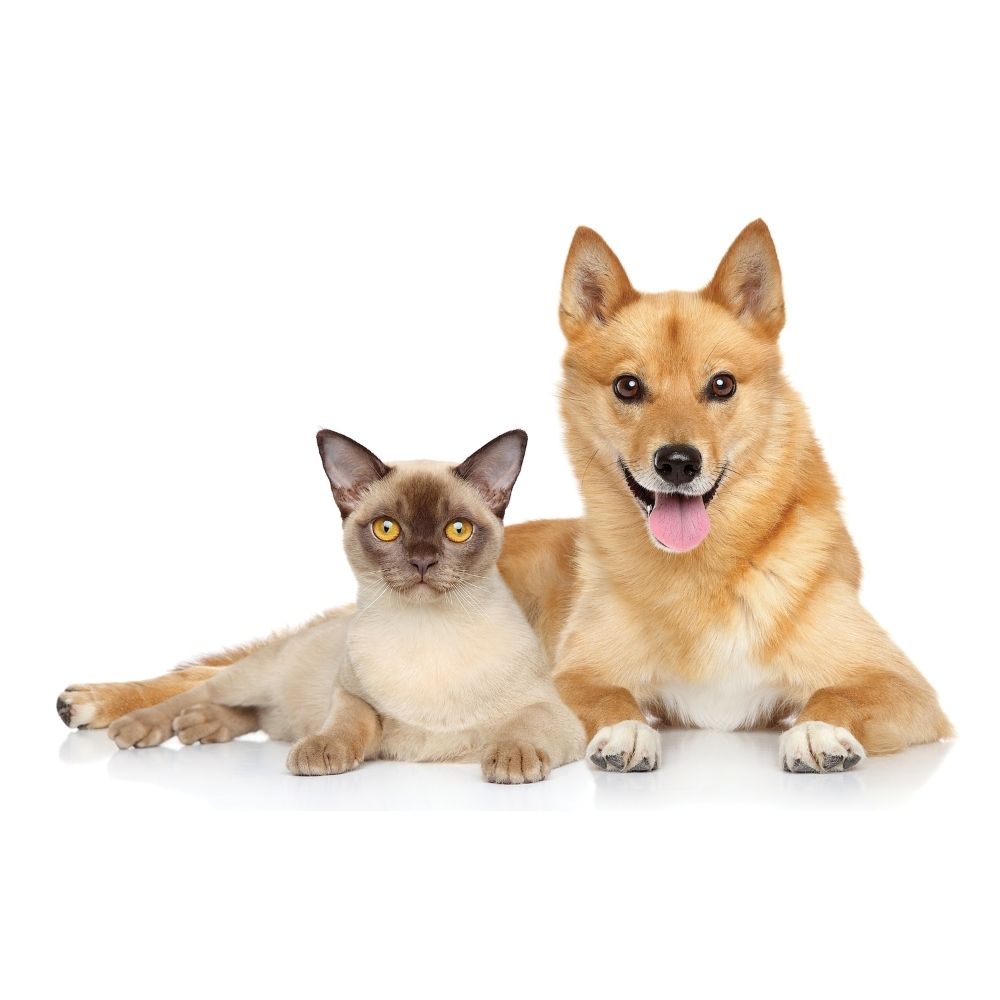 UBAVET UBACALM Calming Chews for Dog & Cat Stress Relief