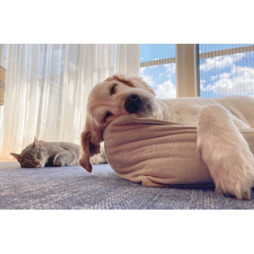 UBAVET UBACALM Calming Chews for Dog & Cat Stress Relief