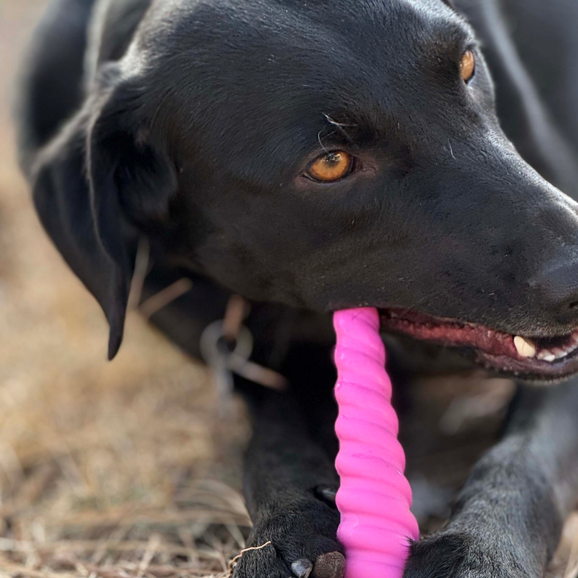 Dog Chew Toy Unicorn Horn Durable Nylon for Aggressive Chewers - Detail Angle 5 | Majestic Pet Kingdom