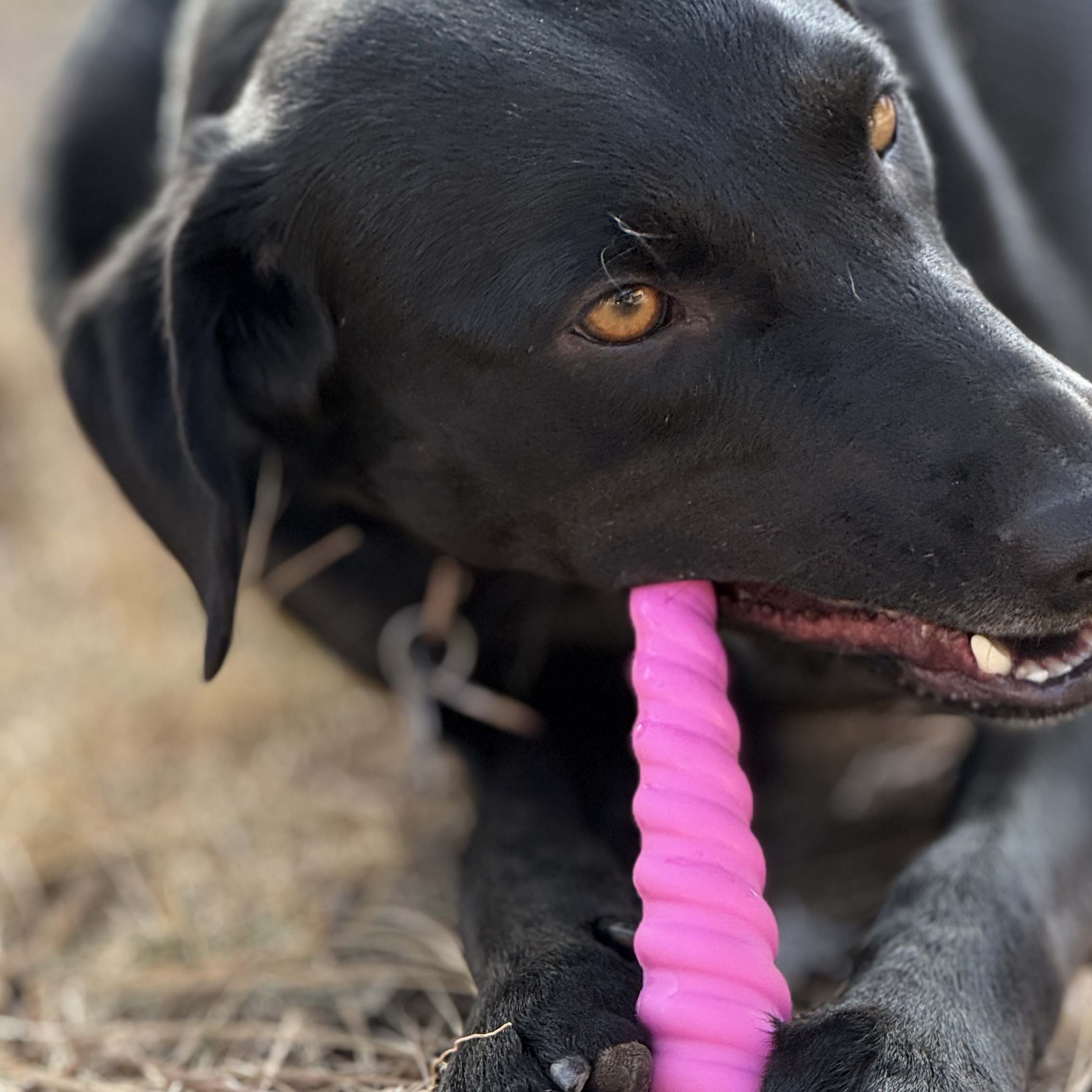 Pet Supply Product | The Finest Market