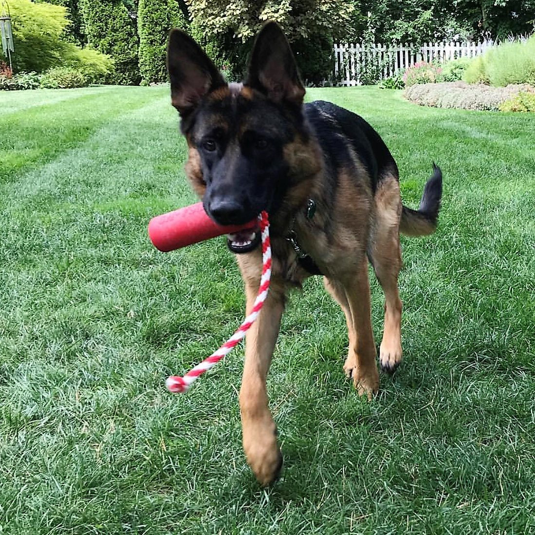 Dog Training Dummy K9 Firecracker Floating Water Fetch Bumper - Detail Angle 6 | Majestic Pet Kingdom