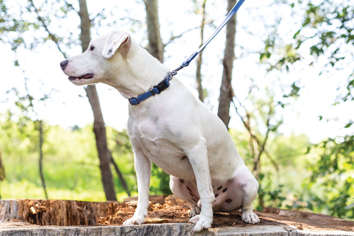 Dog Collar Waterproof Soft PVC Weatherproof Cleanable Strap - Detail Angle 4 | Majestic Pet Kingdom